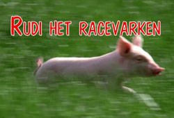 Rudi het Racevarken